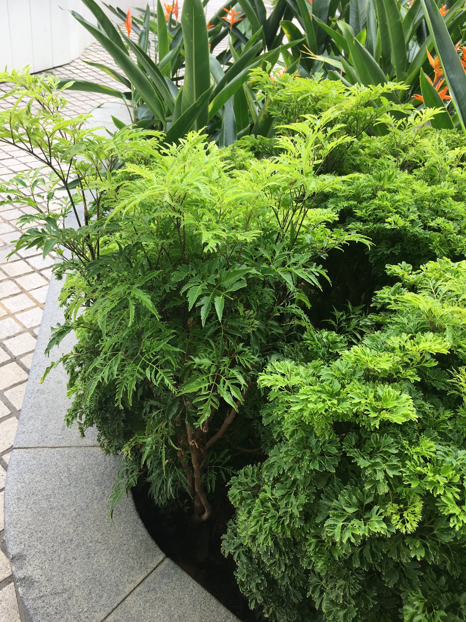 Polyscias fruticosa
